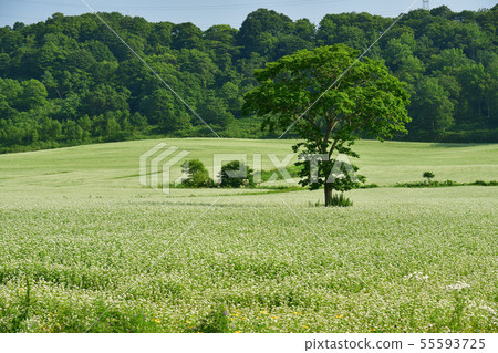在北海道Kuromatsunai町拍攝開花的蕎麥麵的夏天風景 55593725