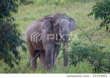 Asian elephant (Elephas maximus) 55593965