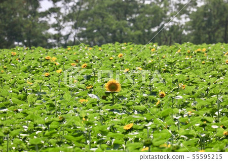 向日葵花在Hokuryu鎮，向日葵村莊 55595215