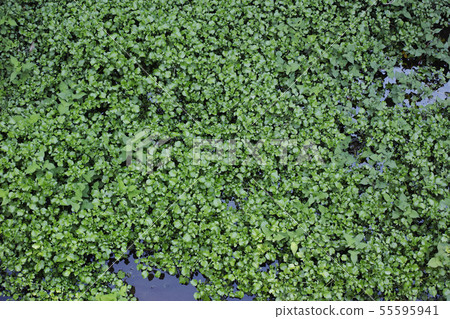 一種看起來像是在農業水道中自然生長的牛油樹的植物 55595941