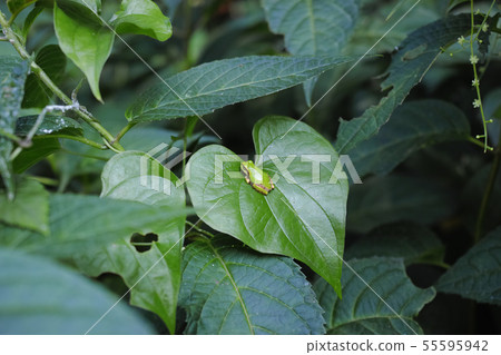 在一片心形的葉子的日本雨蛙 55595942