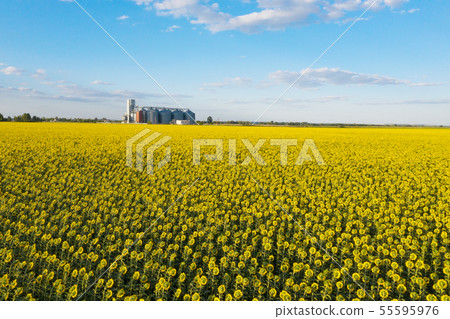 aerial view  grain elevator 55595976