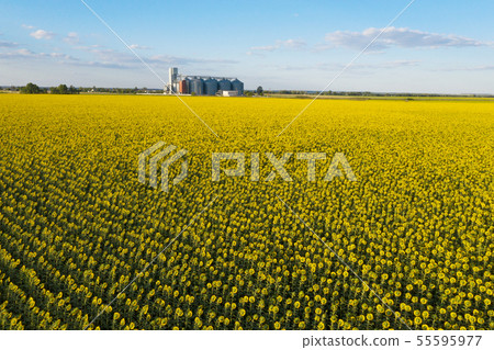 aerial view  grain elevator 55595977