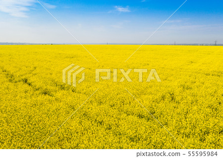 aerial view  yellow blooming rapeseed field 55595984