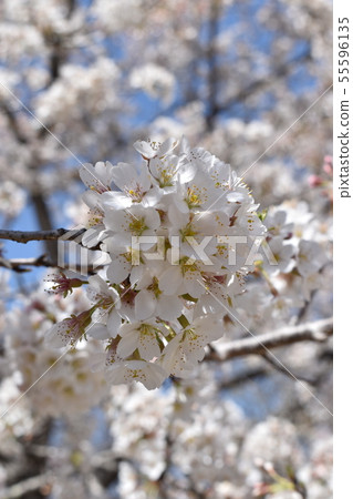 Cherry Blossoms Cherry Blossoms 55596135
