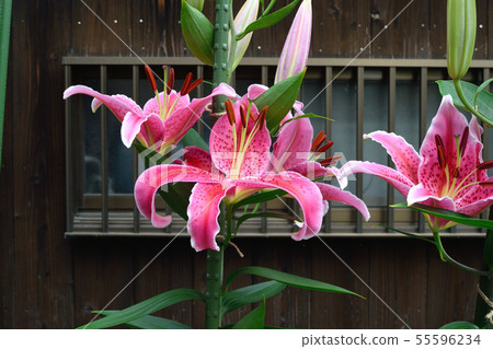 Lily Stargeiza Lily Stargeiza 55596234