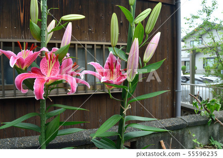 Lily Stargeiza 55596235