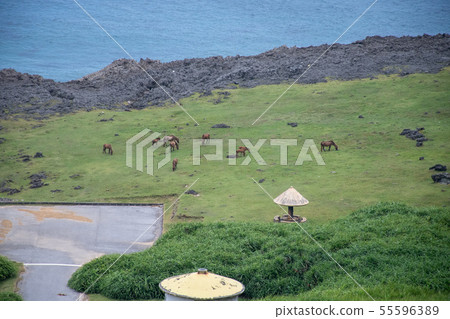 在與那國島上放牧的與那國島馬[2019/7] 55596389