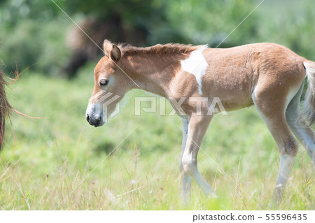 在與那國島上放牧的與那國島馬[2019/7] 55596435