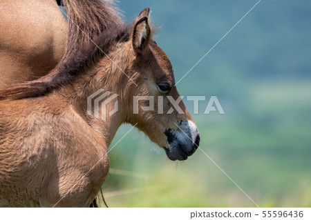 Yonaguni horse grazing on Yonaguni Island [2019/7] 55596436