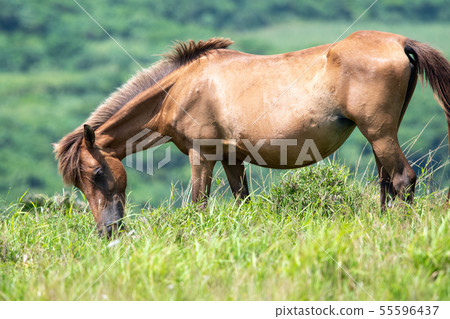 在與那國島上放牧的與那國島馬[2019/7] 55596437