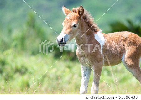在與那國島上放牧的與那國島馬[2019/7] 55596438