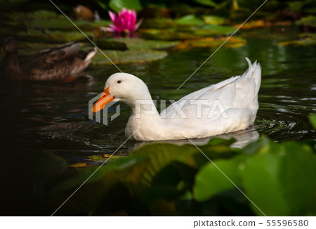 Nice snow white goose on lake nature wild birds  55596580