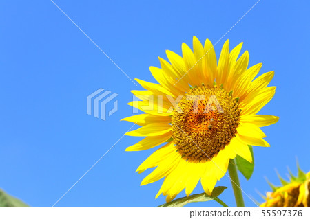 向日葵夏天藍天 向日葵夏天藍天 55597376