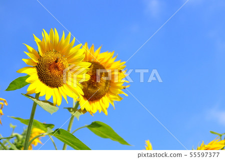 向日葵夏天藍天 55597377