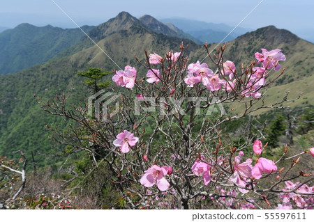 [Japan's 100 Famous Mountains] Akebono azalea flowers on Mt. Ishizuchi and Mt. Shikoku Saijo City, Ehime Prefecture 55597611