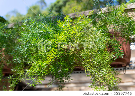 庭院裡的盆栽potted Plants In Garden 庭の盆栽植物綠意 照片素材 圖片 圖庫