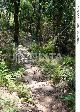 山裡 山の中 山上 森林 Forest 桃園虎頭山 觀光景點 休閒娛樂 55597878