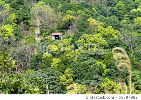山裡 山の中 山上 森林 Forest 桃園虎頭山 觀光景點 休閒娛樂 55597982