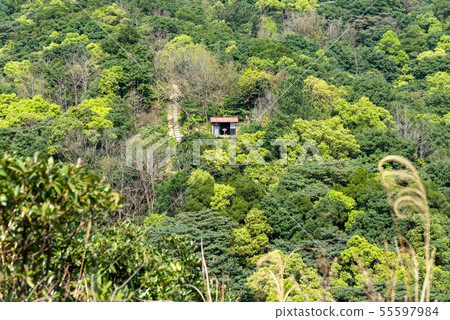 山裡 山の中 山上 森林 Forest 桃園虎頭山 觀光景點 休閒娛樂 55597984