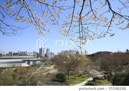 Sakura and Sendai city scenery 55598200