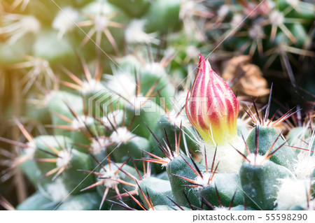 Close up cactus flower of copiapoa humilis Close up cactus flower of copiapoa humilis 55598290