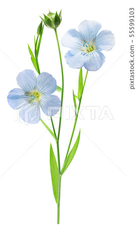 Flax plant l.usitatissimum, paths Flax plant l.usitatissimum, paths 55599103