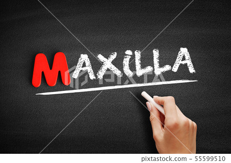 Maxilla text on blackboard Maxilla text on blackboard 55599510