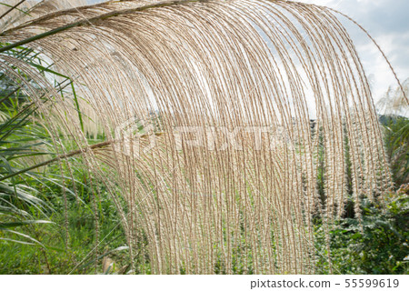Country countryside 舎 suburb suburb こうがい suburbs countryside Country countryside 舎 suburb suburb こうがい suburbs countryside 55599619