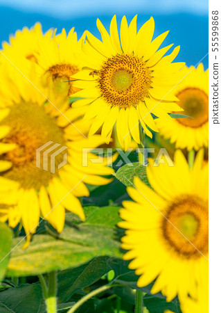 One side of sunflower field [Nagano Prefecture] 55599868