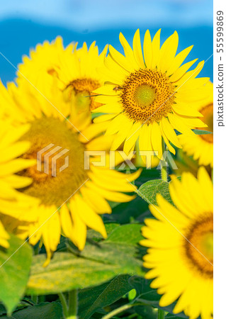 One side of sunflower field [Nagano Prefecture] 55599869