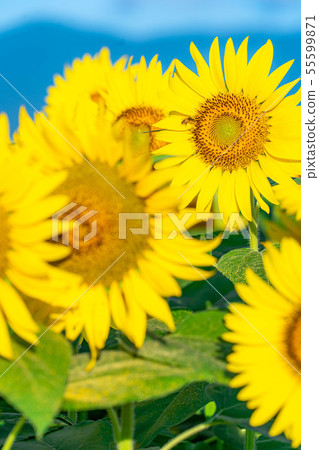 One side of sunflower field [Nagano Prefecture] 55599871