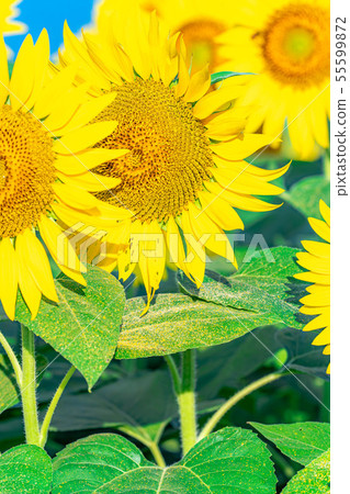 One side of sunflower field [Nagano Prefecture] 55599872