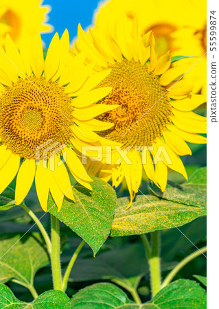 One side of sunflower field [Nagano Prefecture] 55599874