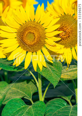 One side of sunflower field [Nagano Prefecture] 55599875