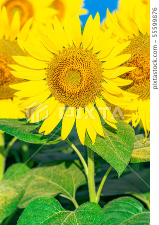 One side of sunflower field [Nagano Prefecture] 55599876