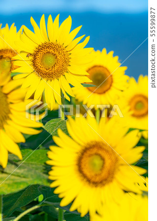 One side of sunflower field [Nagano Prefecture] 55599877