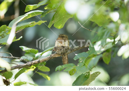 Female Javan frogmouth (Batrachostomus affinis) Female Javan frogmouth (Batrachostomus affinis) 55600024