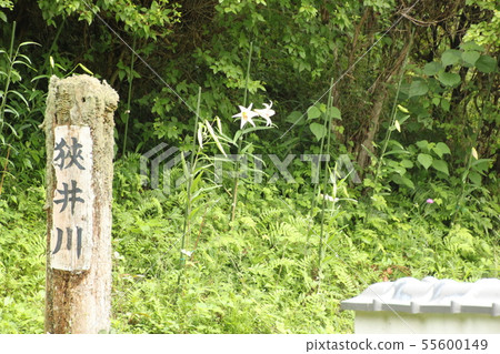 Sasayuri在Miwa的Sawai河上盛開 55600149