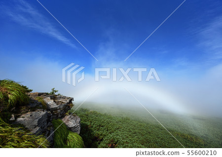 在森林的一條白色彩虹在北海道 在森林的一條白色彩虹在北海道 55600210