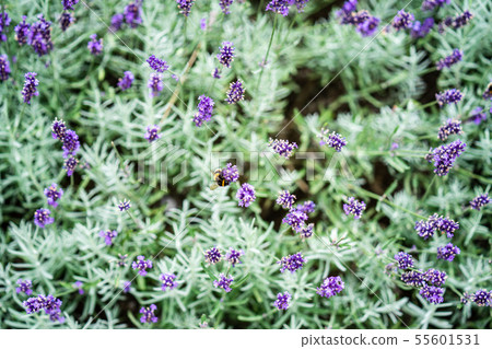 Bees on lavender flowers. Selected focus. Bees most attracted to lavender. Bees on lavender flowers. Selected focus. Bees most attracted to lavender. 55601531