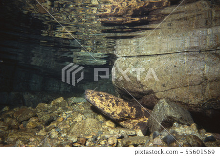 Giant salamander with its face under the stone Giant salamander with its face under the stone 55601569
