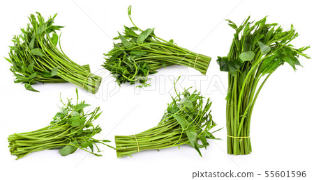 Swamp Morning Glory on white background Swamp Morning Glory on white background 55601596