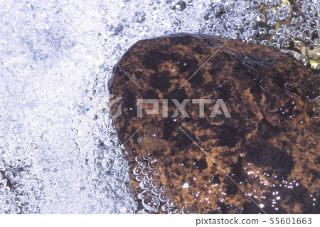 Giant salamander head Giant salamander head 55601663