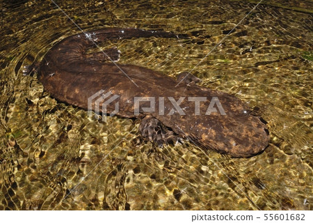Giant salamander walking around Giant salamander walking around 55601682