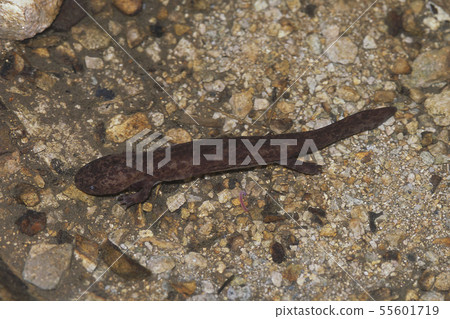 Giant salamander larva 55601719