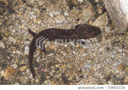 Giant salamander larva Giant salamander larva 55601720