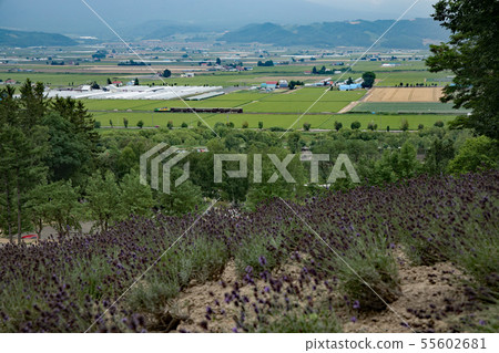 Furano · Biei Norocco Furano · Biei Norocco 55602681
