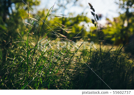 Close-up of fresh green wild grass Close-up of fresh green wild grass 55602737