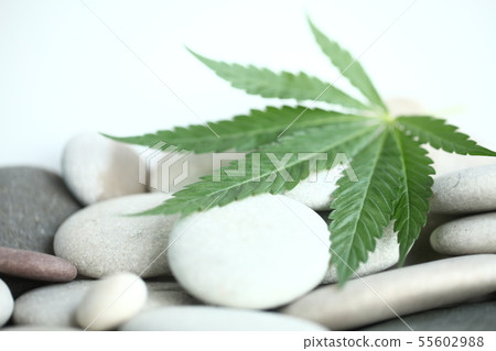 Medical marijuana cannabis cbd oil 55602988